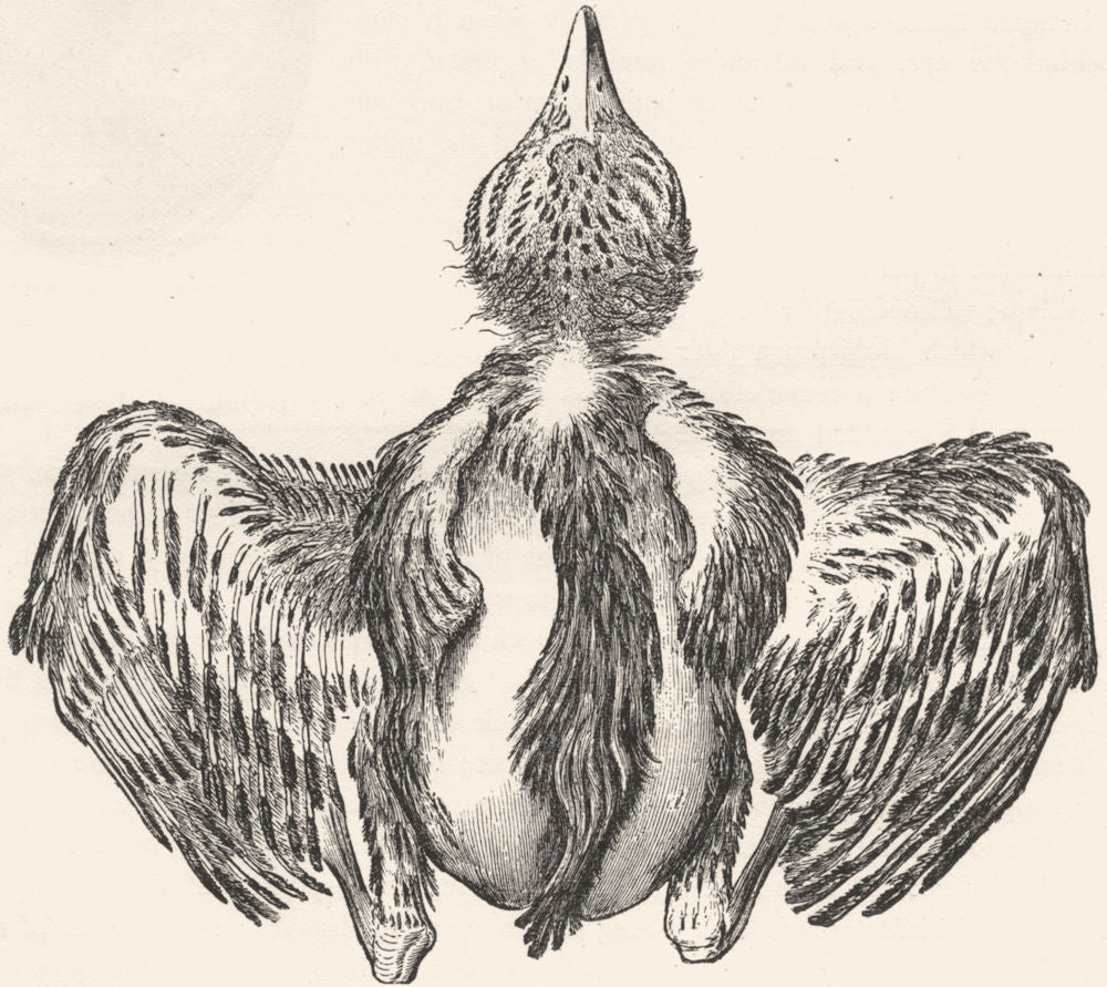 BIRDS. Young Blackbird post escape egg, feathers c1870 old antique print